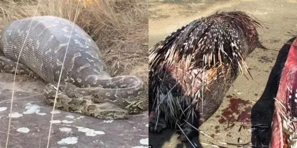 3万根刚刺反杀狮子、蟒蛇都不敢碰！豪猪为啥会怕鱼貂？