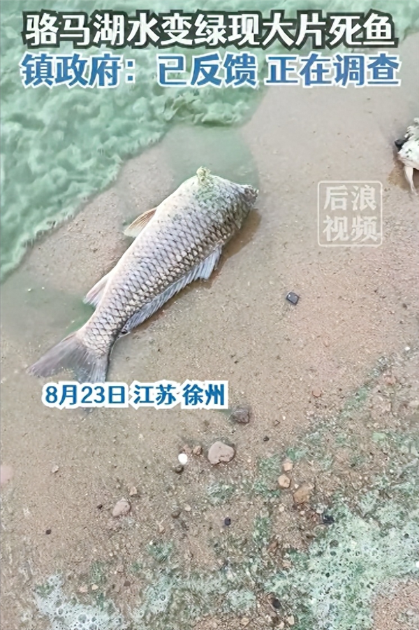 江苏骆马湖水面变绿 岸边惊现无头鱼！啥情况？鱼头呢？