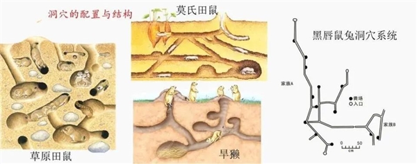 一亩地几百个洞:青藏高原的鼠害为何如此严重?