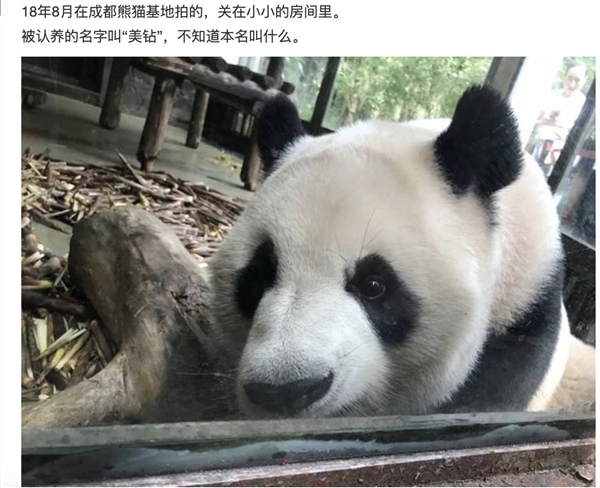 上下五千年 熊猫第一次有了站姐