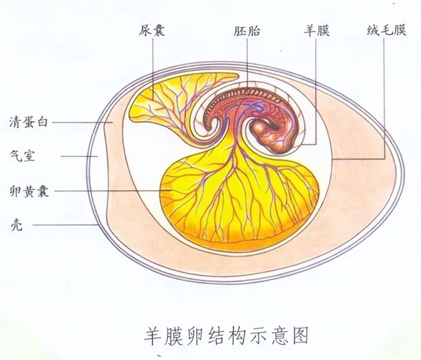 地球上那么多两栖动物！有没有谁进化成“三栖动物”呢？