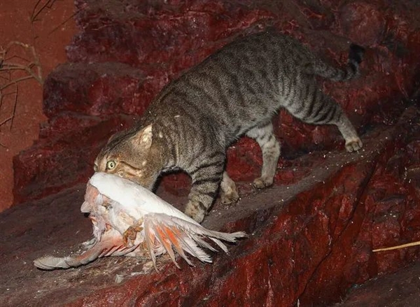流浪肥猫大如虎 澳大利亚禁止猫咪出门!抓到就罚1.1万元