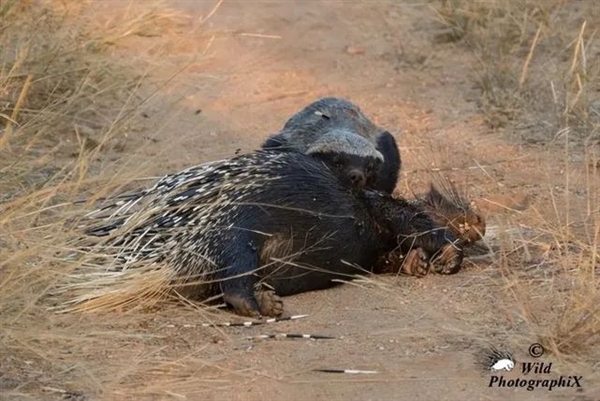 3万根刚刺反杀狮子、蟒蛇都不敢碰！豪猪为啥会怕鱼貂？