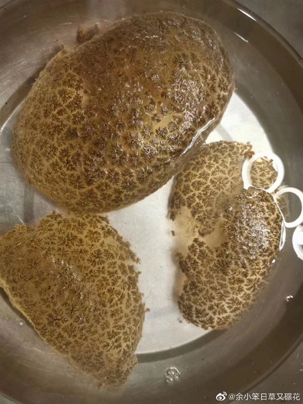曾被《走近科学》播出：衢州发现比恐龙还古老的生物苔藓虫