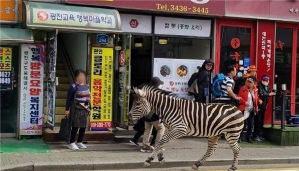 韩国斑马逃出动物园车流中狂飙:挨了7针麻醉剂才老实下来