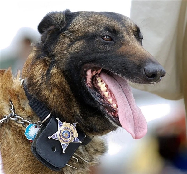 为什么有警犬 却没有警猪？因为太能吃吗？