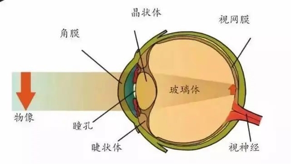 7亿中国人近视!到底是基因的突变?还是环境的变化?