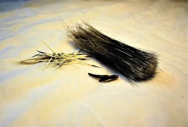 3万根刚刺反杀狮子、蟒蛇都不敢碰！豪猪为啥会怕鱼貂？