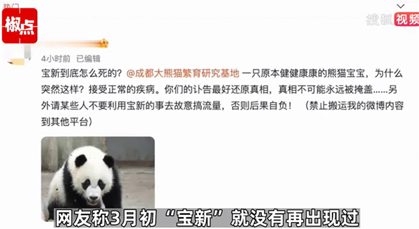 网传熊猫“宝新”去世 官方回应:没有确切消息 还在跟进