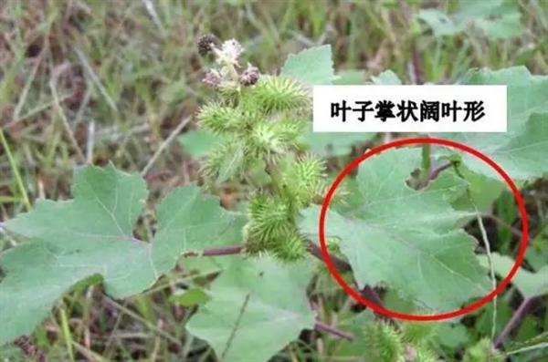 “假苍耳”入侵中国!剧毒杀死牛羊、改变土壤、减产60%
