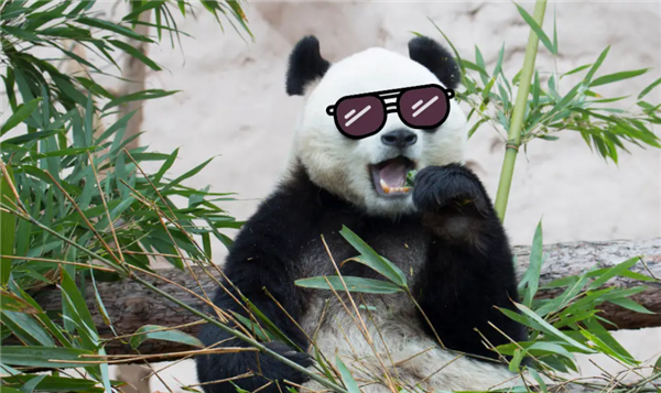 所有熊猫都是天生近视！有的生下来就800度？