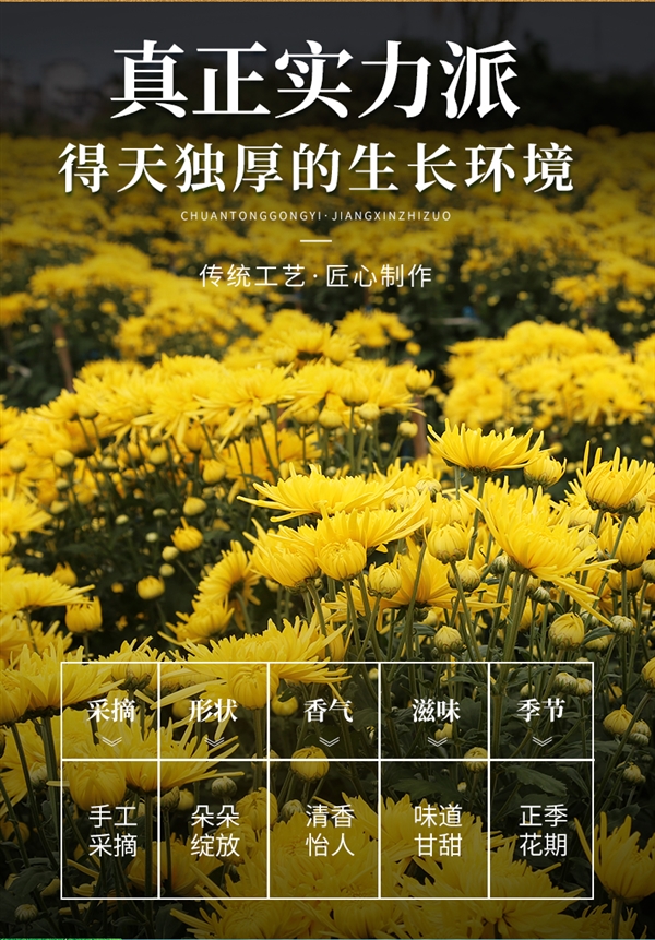 清热降火 一朵泡一杯!徽春堂金丝皇菊10.9元大促(2袋约50朵)