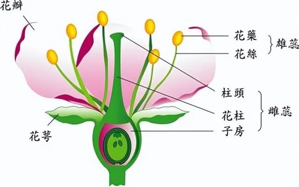 草莓的“种子”为什么裸露在外呢?大有讲究