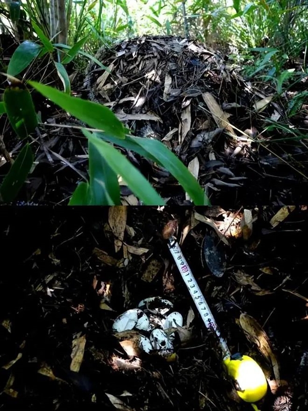 一家四口在杂草堆上快乐蹦跳 网友紧急喊停：过山峰蛇窝