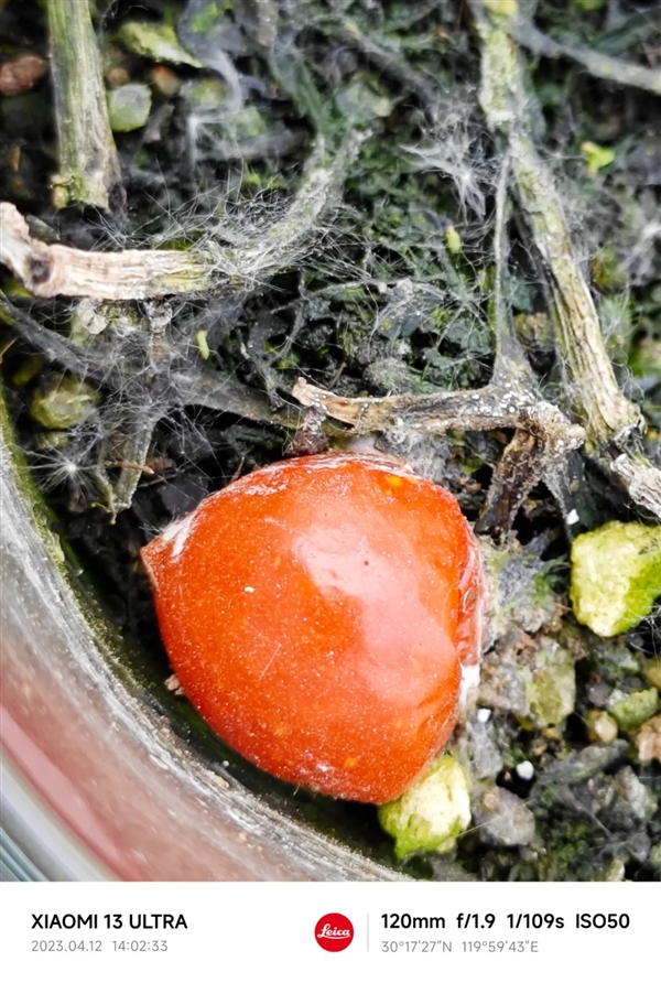 小米13 Ultra让我分不清了：这是相机？还是手机？