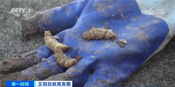 为什么白蚁有蚁王/蚁后 蚂蚁只有蚁后？