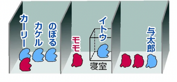 日本独居雌长臂猿突然产崽！孩子的父亲竟是自己的“爷爷”