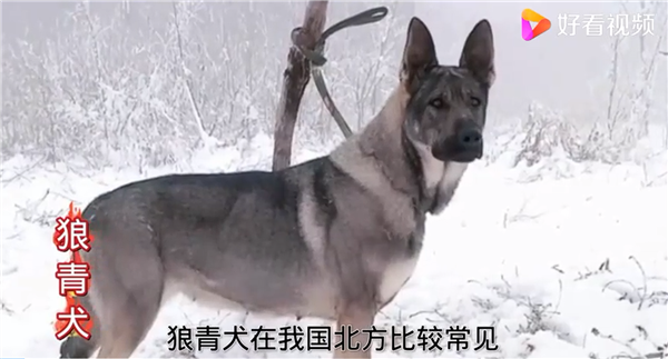 4条狼青犬咬死几十只羊!警惕:性情凶狠、攻击性非常强