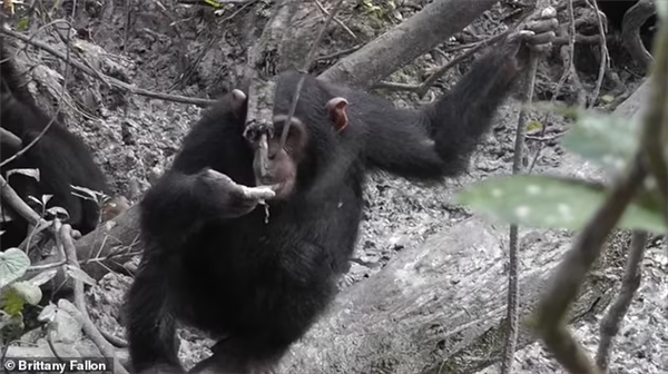 动物也懂中医！红毛猩猩自制草药敷伤口 一个月后自愈