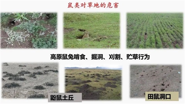 一亩地几百个洞:青藏高原的鼠害为何如此严重?