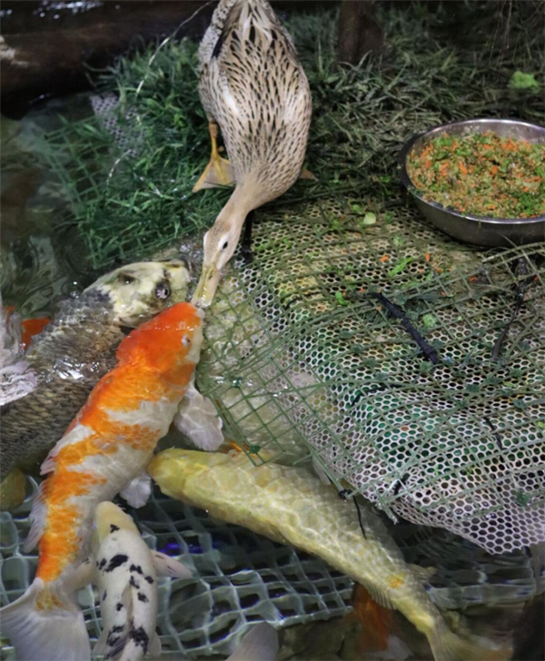 网传鸭子用嘴喂食锦鲤 海洋馆辟谣：喝水时漏食