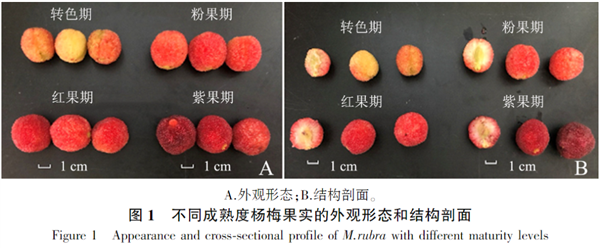 又到了吃虫、不对！吃杨梅的季节了