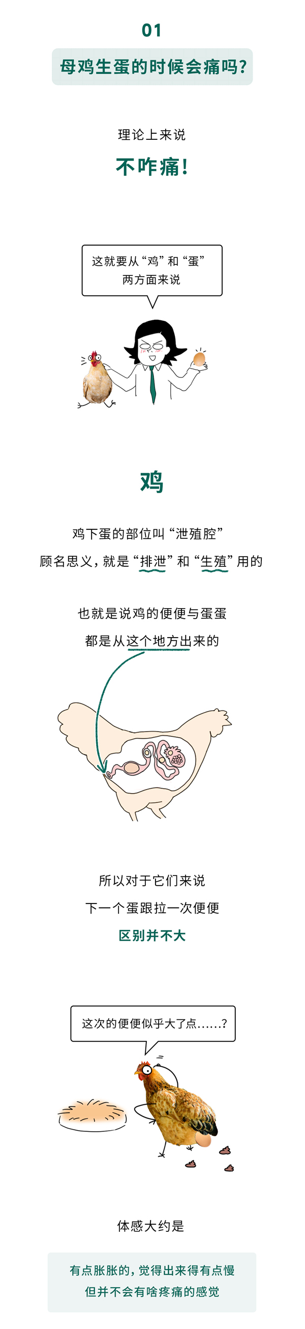 母鸡生蛋的时候会痛吗、一天一个蛋地下会不会很烦？