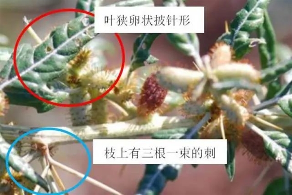 “假苍耳”入侵中国!剧毒杀死牛羊、改变土壤、减产60%