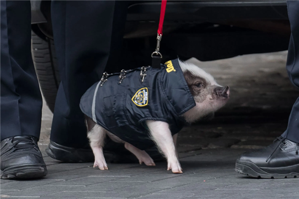 为什么有警犬 却没有警猪？因为太能吃吗？