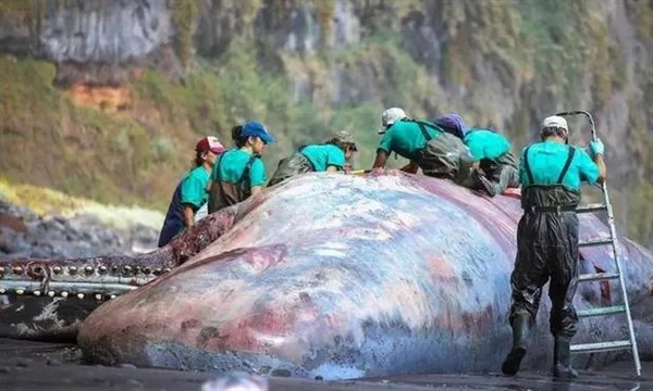 岛上飘来一头抹香鲸 切开发现一块“石头”：估值55万美金