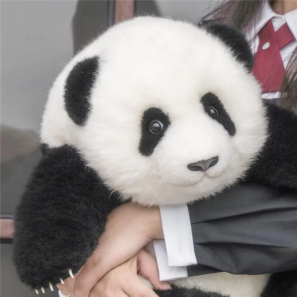 上下五千年 熊猫第一次有了站姐