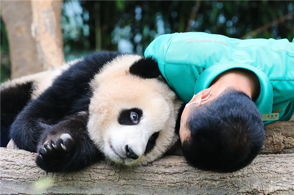 上下五千年 熊猫第一次有了站姐