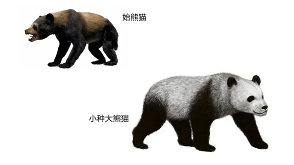 别拿熊猫不当熊!几分钟就能捣毁一条船 网友:不愧为蚩尤座驾
