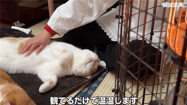 在暖炉前取暖的猫猫：据说“烤熟了”会自己离开