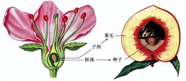 草莓的“种子”为什么裸露在外呢?大有讲究