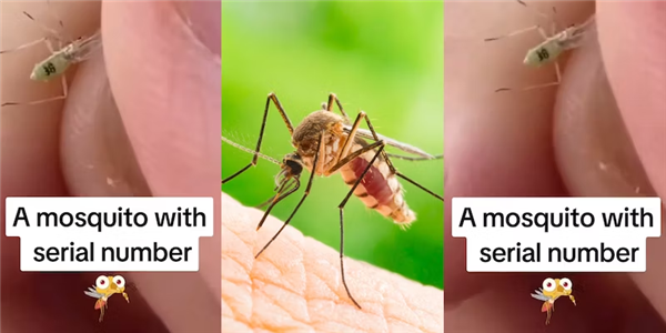 男子发现蚊子带有神秘编号“36”！结果哭笑不得