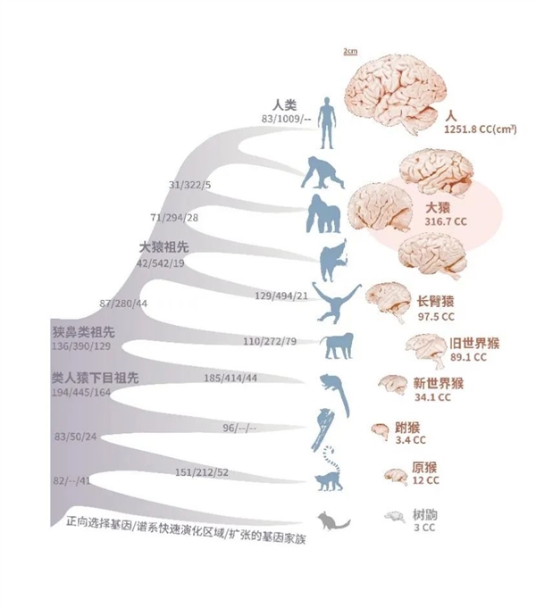 为什么人类尾巴进化掉了？留下来不行吗？中国科学家新发现