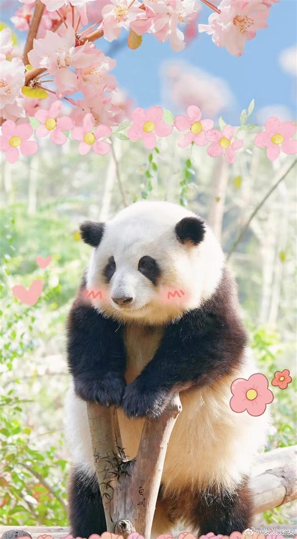 熊猫界女明星！花花登上纽约时代广场大屏：靠卖萌坐拥百万粉丝
