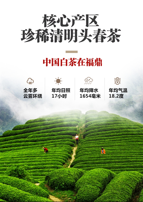 3年陈花香白牡丹:董德福鼎白茶200g装128元大促(200元券)
