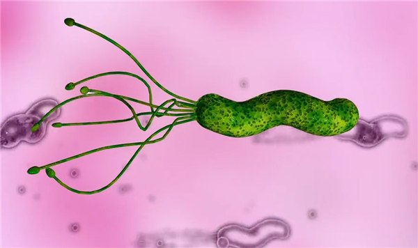 为科学献身！他喝下幽门螺杆菌培育汤：只为进行深入研究