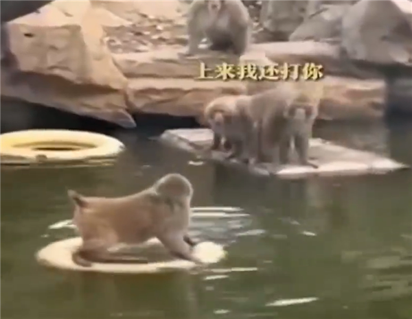 天道好轮回!南京网红暴猴“入编”遭动物园遭长期霸凌:学会水上漂