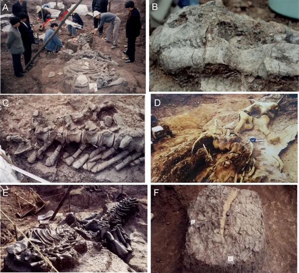中国发现1.9亿年前50枚恐龙蛋：中国最早、世界最早