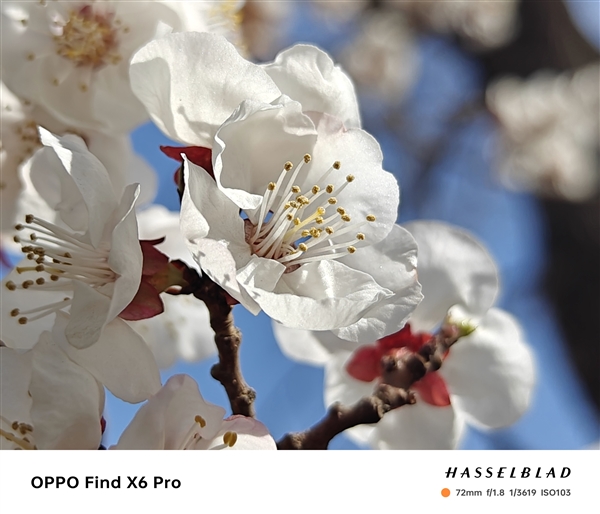 OPPO Find X6 Pro与iPhone 14 Pro影像实拍对比:结果高下立判