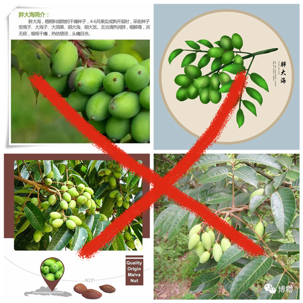 快把胖大海从你杯子里拿出来！