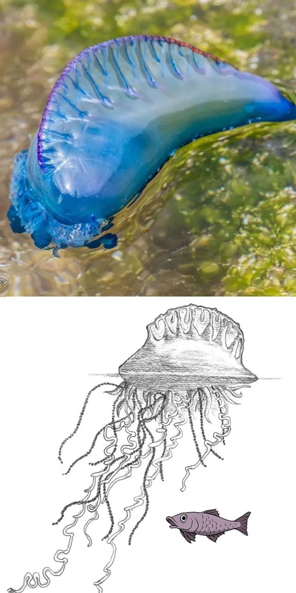 深海