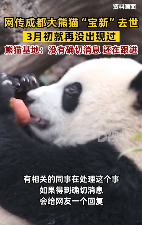 网传熊猫“宝新”去世 官方回应:没有确切消息 还在跟进