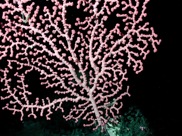 《南海归墟》的“珊瑚螺旋”神秘莫测 现实中的珊瑚礁令人大开眼界