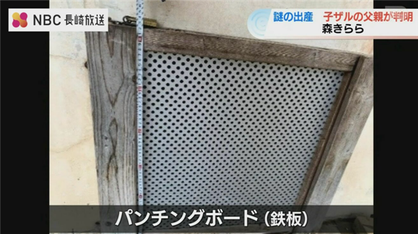 日本独居雌长臂猿突然产崽！孩子的父亲竟是自己的“爷爷”