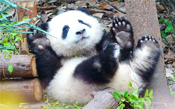 上下五千年 熊猫第一次有了站姐