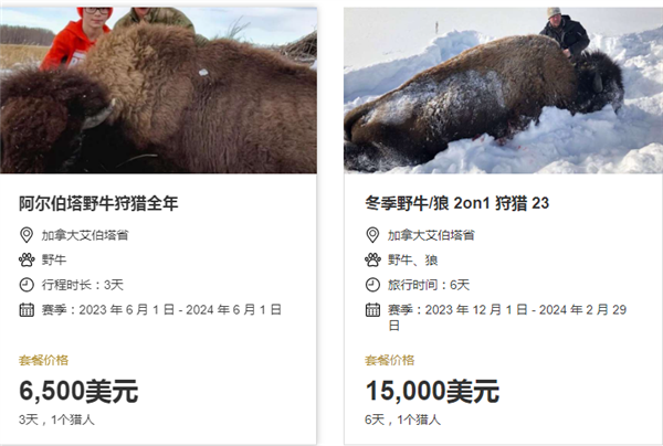 杀6000万头差点灭绝 奉为国兽还杀：为何美国跟野牛过不去？